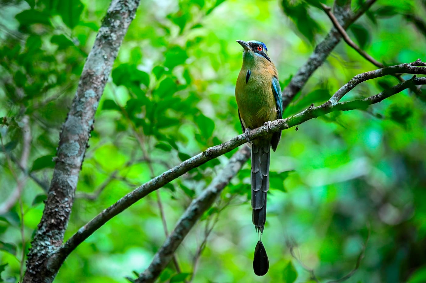 Bosque nativo protegido, biodiversidad en pie