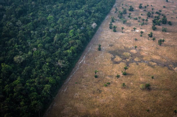 Deforestación: frontera productiva avanzando sobre el bosque
