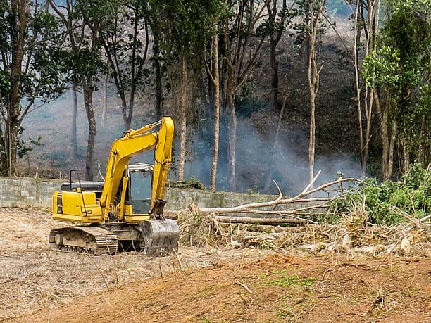 Deforestación: frontera productiva avanzando sobre el bosque