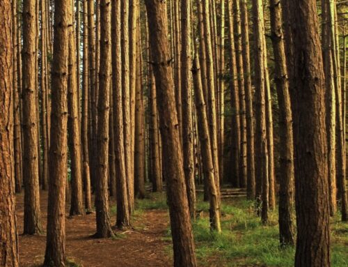 Forestación en la Argentina: cuál es la situación de los bosques nacionales