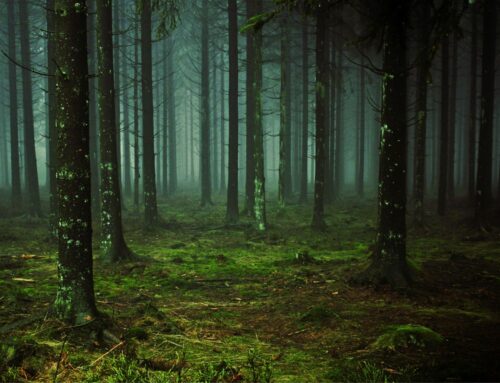 Informe de estado de implementación de la Ley de Bosques