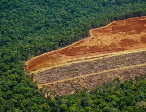 Perdimos más de 6 millones y medio de hectáreas de bosques en 2022